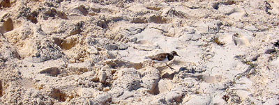 [ Sandpiper? ]