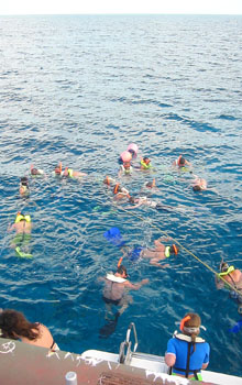 [ Snorkeling with sharks ]