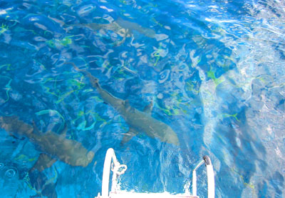 [ Sharks coming up ]