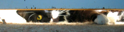[ Cat peeking under door ]
