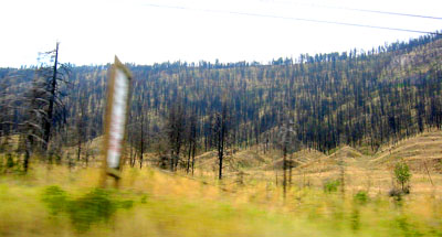 [ Burned out forest ]