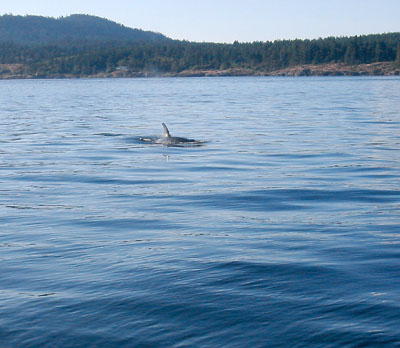 [ A whale approaches ]
