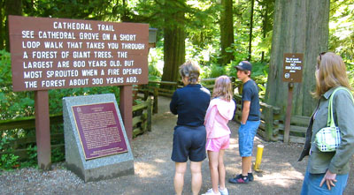 [ Cathedral Grove ]