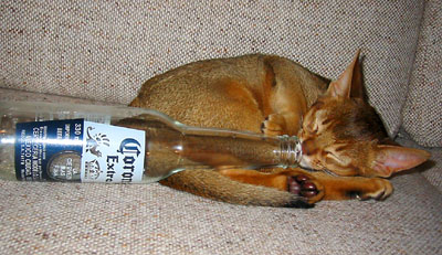 [ Cat with beer ]