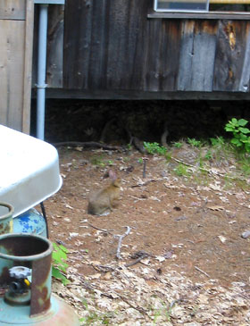 [ Bunny ]