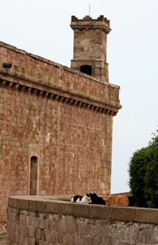 [ Cats at Monjuic Castle ]