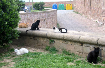 [ Cats at Monjuic Castle ]