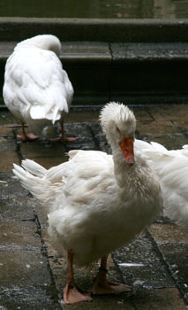 [ Wet Geese ]