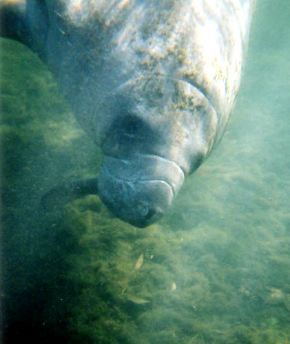 [ Swimming with a manatee ]
