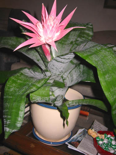 [ Crazy plant ]