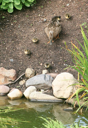 [ Ducklings ]