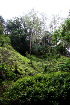 [ Rain forest in Maui ]