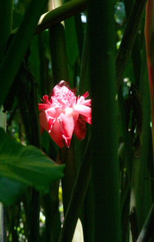 [ Hawaiian flower ]