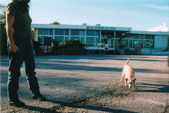 [ Dog in the parking lot ]