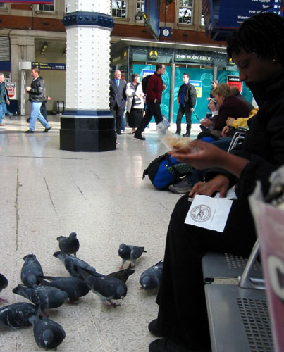 [ Feeding the pidgeons ]