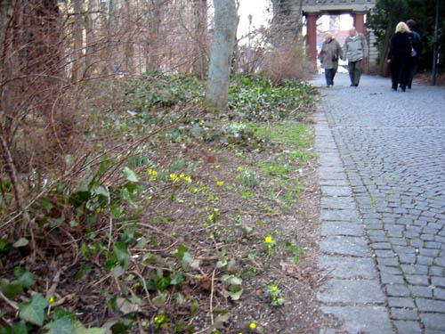 [ Flowers blooming ]