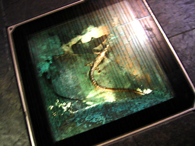 [ 
Lizard in the floor ]