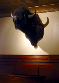 [ Bison head on the wall ]