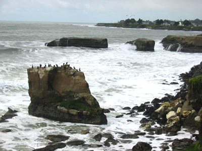 [ Birds in Santa Cruz ]