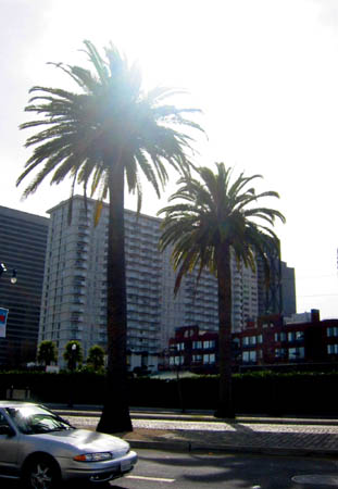 [ Palm trees ]