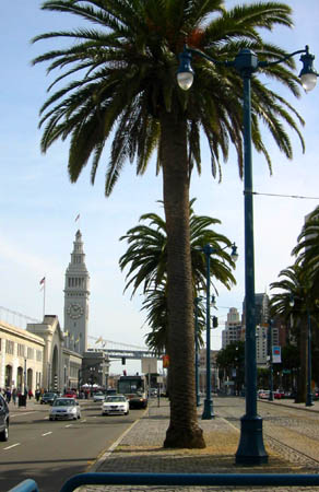 [ More palm trees ]