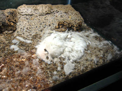 [ Dead rat ]