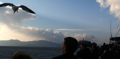 [ Gulls over San Francisco Bay ]