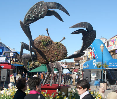[ Grassy crab ]