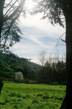 [ Through the trees ]