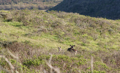 [ Deer ]