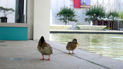 [ Ducks 

]